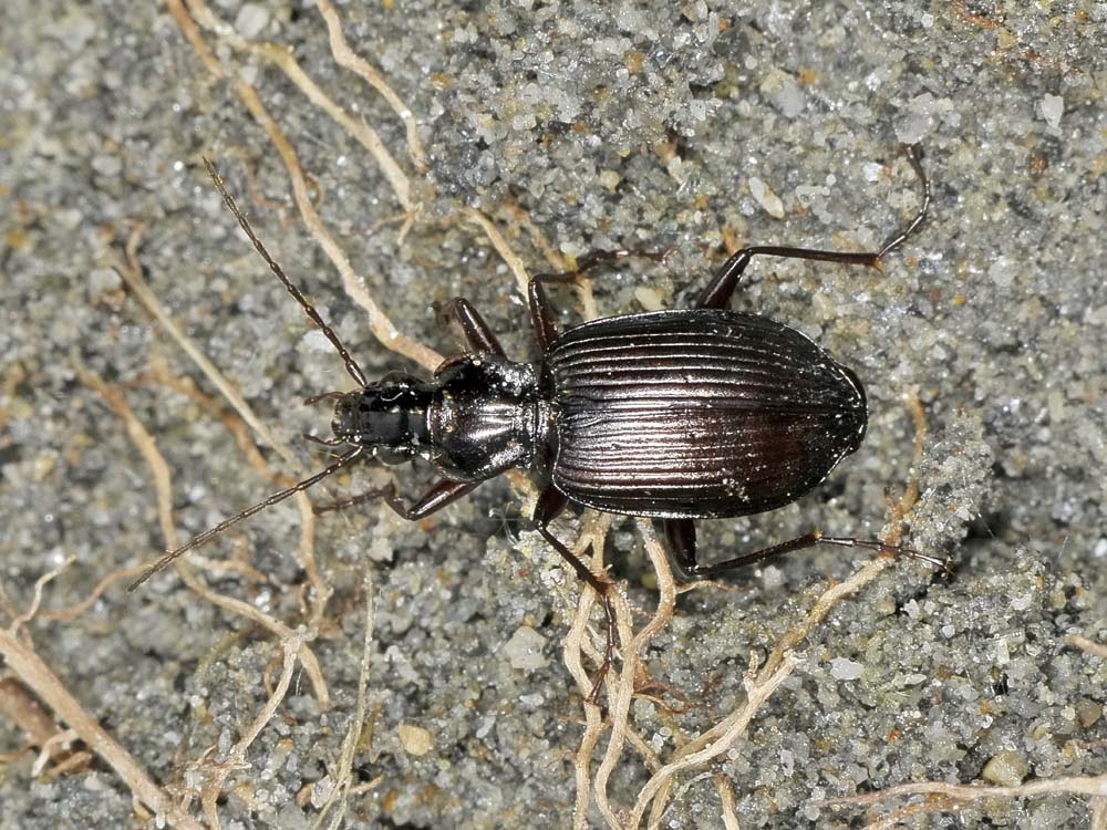 Limodromus assimilis